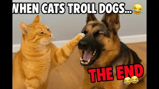 You Won't BELIEVE What These Cats Do! 🤯