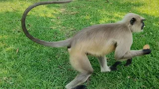 Monkey Ji ka vlog video