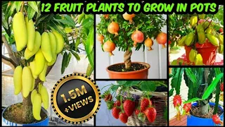 गमले में ढेर सारे फल देने वाले 12 फ्रूट प्लांट | Fruit Plants To Grow In Pots & Get Lots Of Fruits