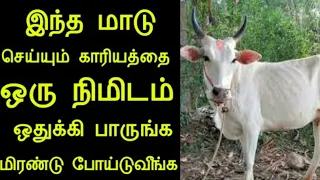 இந்த மாடு செய்யும் அதிசயத்தை பாருங்க உங்க இதயமே நின்னு போய்டும் | panchumethai