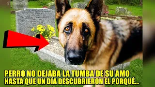 Perro estaba todo el tiempo en la tumba de su dueño, hasta que un día descubrieron porque.