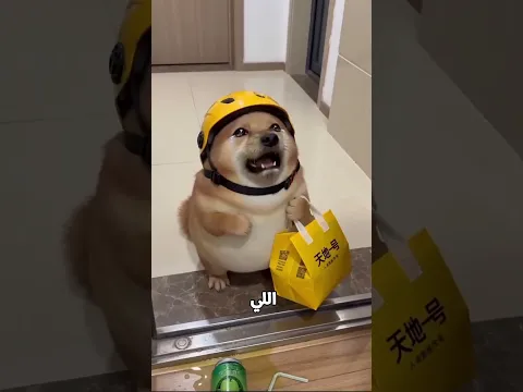 "سوء تفاهم مع الكلب الشقي"! 🐶💔