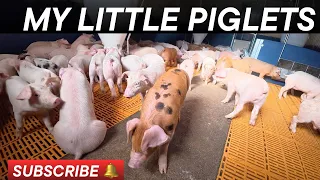 Crazy piglets #funnyanimals #pets