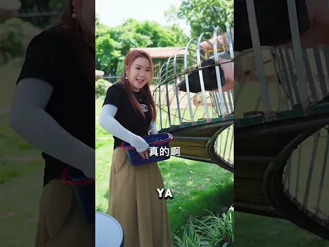 Fabricando un enfriador de aire de madera para la cerdita Miss Piggy y sus crías 🤯 #shorts