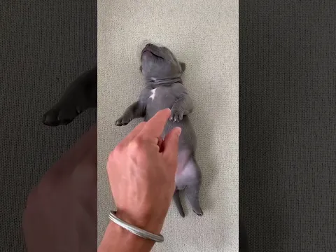 Olha a Reação do Filhote 🤣😅😂 #americanbully #dog #humorpet #dogvideos #shorts #maoriblue