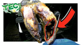 HUGE ROTTEN CAVITY INSIDE COW'S HOOF | TEC TV