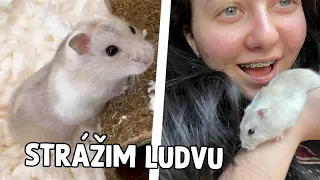 Strážim Moonovi a Nudličke ŠKREČKA