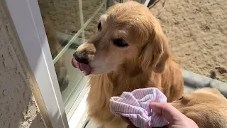 Golden Retrievers Meet Baby Sister | Oshies World