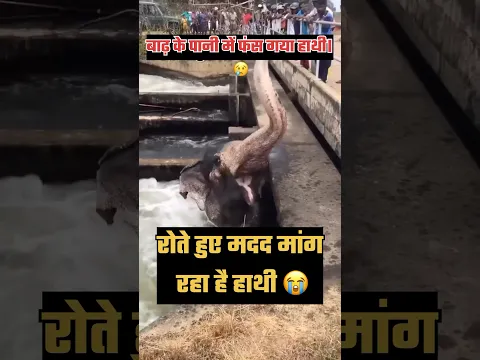 रोते हुए मदद मांग रहा है हाथी😭 Punjab Flood | #punjabfloods #flood #heavyrain #shorts #animals