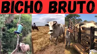 NELORE sendo NELORE. Brutos e mansos!