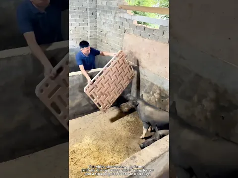 The pig farmer cleverly drives the aggressive black pig into the iron cage. #farmerwork #work