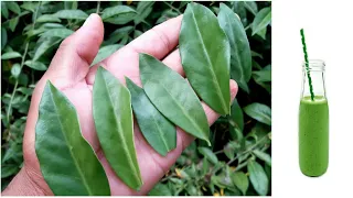 Apenas 1 folha dessa planta vale uma mina de diamante !!