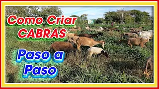 Cómo CRIAR Cabras PASO a PASO ǀ Ing. Jannin Hernández Blandón MSc