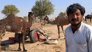 समझती है उटनी | Nagaur pashu mela 2022 | Nagaur pashu Mandi | नागौर पशु मेला 2022