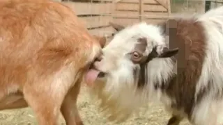 Funny Shorts Compilation😂