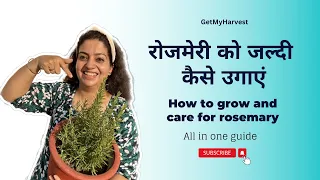 How to grow Rosemary Fast and Easy | रोजमेरी हर्ब के बारे में सब कुछ #GetMyHarvest
