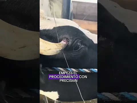 Help the cows remove their excesshorns.#animals #Foryou #Friendship #Us #ox