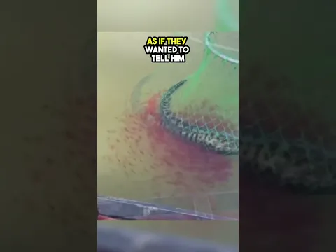 This Fish was being Caught but her Babies came so this happened😲😢💔❤️
