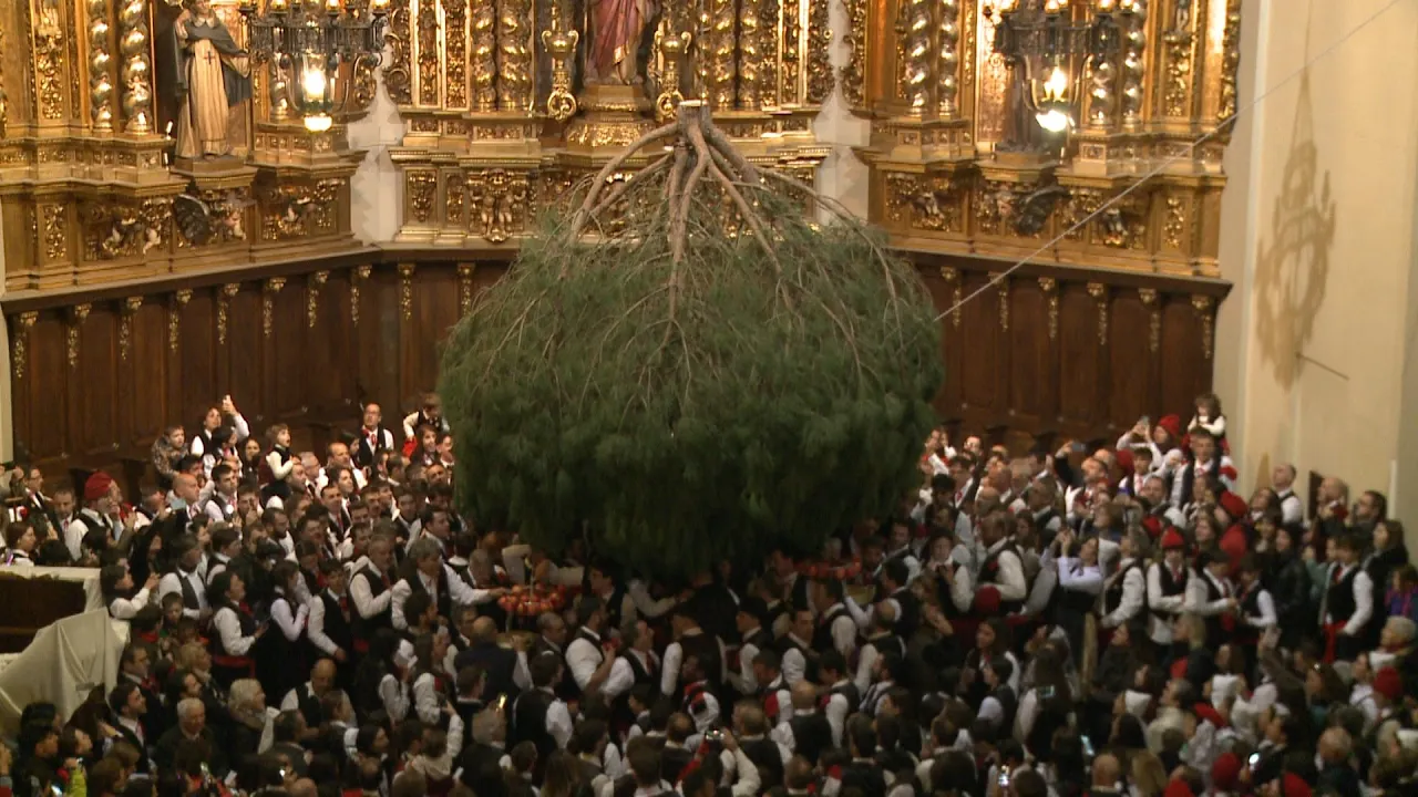 La Festa del Pi de Centelles va concentrar més de 350 galejadors i galejadores