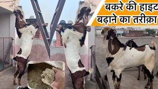 बकरे की हाइट बढ़ाने का तरीका॥goat farming secret combination for height growth॥andul/khassi height