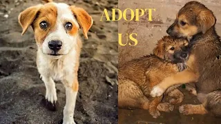 Homeless puppies // Adopt don't buy