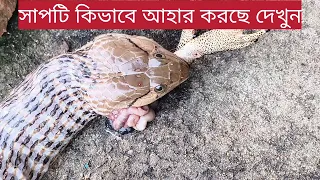 How does the snake eat?