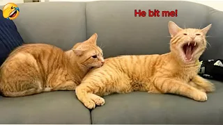 When You Have 2 Cats and One Is a Bully 😭😂 | Funniest Cats 2026