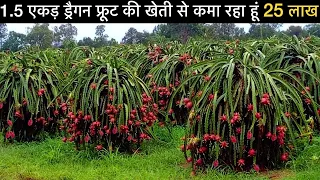 42 लाख सालाना की नौकरी छोड़ गाव मे शुरू की ड्रैगन फ्रूट की खेती | Dragon Fruit farming plant cutting