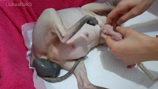 New Life is Coming❗Cat Giving Birth to 5 Kittens ❣️ Sensitive Moments
