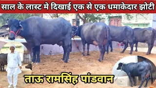 ⭐ताऊ रामसिंह पांडवान ने दिखाई जबरदस्त Quality की 4 दांत झोटीयां, पहलवन झोटी का 20 किलो दूध का दावा.👍