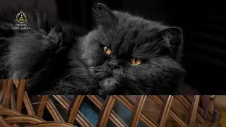 Qué significa que un gato quiera entrar en tu casa