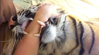 Tiger in my house!