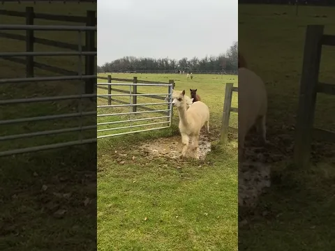 Alpacas Adorably Try to Jump Over Puddle - 1290190
