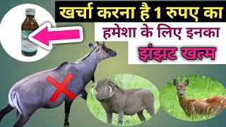 केवल 1 रुपए का खर्चा करके नीलगाय रोजड़ा बंदर हिरण सहित सभी जंगली जानवरों की छुट्टी करने का नया तरीका