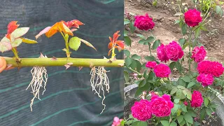 Thử trồng hoa hồng bằng cành | How to grow roses with branches