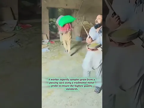 Traditional Grain Sampling Techniques Used In Busy Local Warehouses
