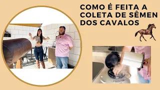 Como é feita a Coleta de Sêmen dos Cavalos  #agro #cavalos #vidanocampo