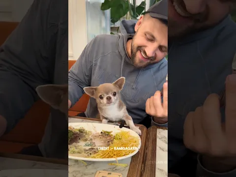 Man’s Cute Dog Steals His Food! ❤️😂