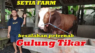 BOCORAN BISNIS TERNAK SAPI SETIA FARM HERMAWAN SULTAN MUDA INDONESIA ‼️