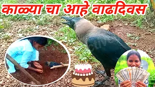 काळ्या कावल्याचा आहे वाढदिवस | आज काळ्या मनसोक्त बोलतोय. #talkingcrow #kavala