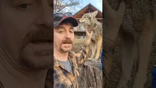WEAVE THE COYOTE EXPLAINED! 🐺 #love #life #cute #animals #weavethecoyote #friends #family #wildlife
