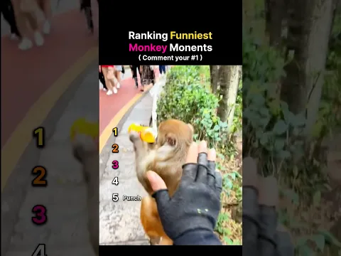 Unexpected Monkey Moments 😂