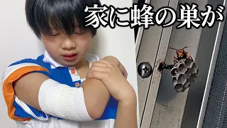 中学生が蜂に刺された。家にできた蜂の巣を駆除します…あるある【前半は寸劇】