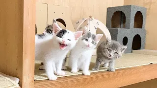 部屋に入ると待ち構えている子猫たち