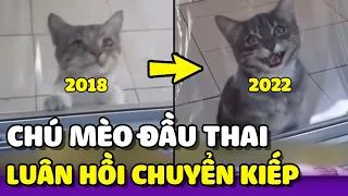 Chú mèo đầu thai xong vẫn tiếp tục đi xin ăn chủ cũ 😘 | Yêu Lu Official