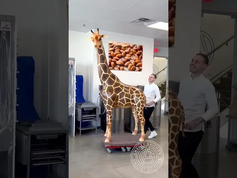 Chocolate Giraffe! 🦒 This 8.3ft tall 100% chocolate sculpture is my biggest creation yet!