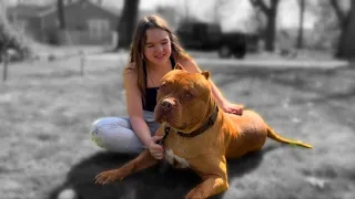 XL AMERICAN BULLY SPRING #xlamericanbully #xlbullytraining #xlbully
