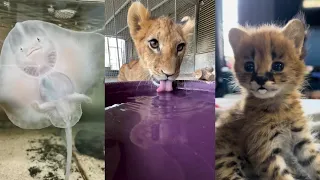 Miracles of Kindness#lovestory #animals #wildliferescue #rescue #love #cute #pets #funny