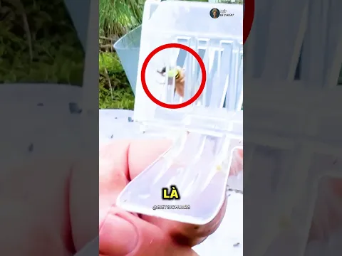 Ông chú nhận nuôi tổ ong ngoài thùng rác 🐝