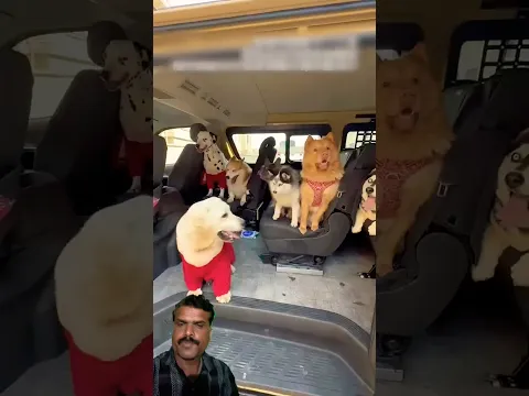 Dog family picnic￼🐶🐻‍❄️🐕🦮🐕‍🦺👍